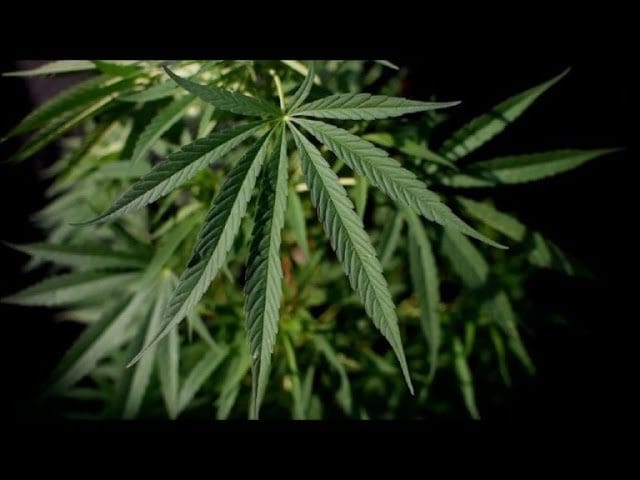 Economia-del-Cannabis-Legalizacion-y-Mercado-Emergente - Hispamer Noticias Hispamer Noticias