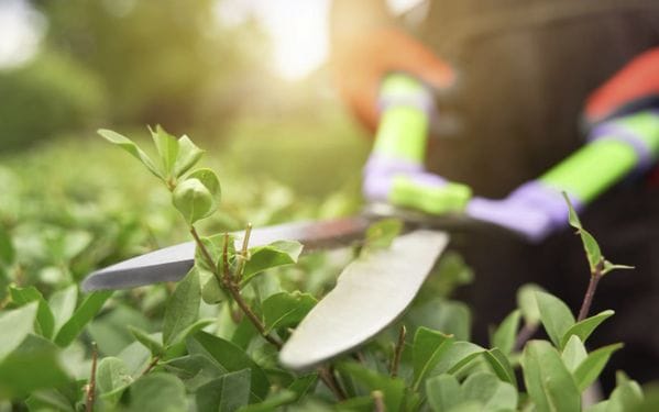 La intervención en un parque o jardín precisan del uso de un contenedor de poda adecuado - Hispamer Noticias Hispamer Noticias