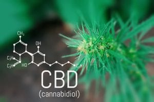 Nuevas curiosidades sobre el mundo CBD&nbsp;Hispamer Noticias