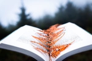 Open book with an orange fern laid across its pages, outdoors in a blurred forest setting.&nbsp;Hispamer Noticias