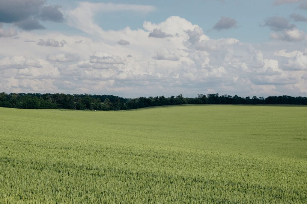 Green agricultural field with a distant tree line under a partly cloudy sky&nbsp;Hispamer Noticias