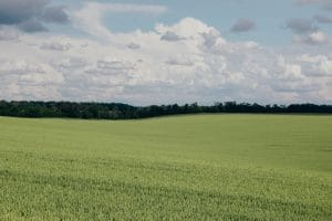 Green agricultural field with a distant tree line under a partly cloudy sky&nbsp;Hispamer Noticias
