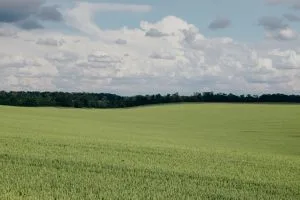 Green agricultural field with a distant tree line under a partly cloudy sky&nbsp;Hispamer Noticias