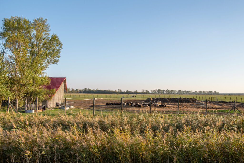Pasture with a red-roofed barn on the left, fenced field, and a herd of cows grazing under a clear blue sky.&nbsp;Hispamer Noticias