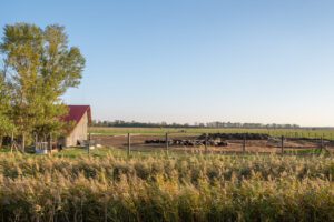 Sheep herd in Ferto-Hansag National Park Hungary - Hispamer Noticias Pasture with a red-roofed barn on the left, fenced field, and a herd of cows grazing under a clear blue sky. Hispamer Noticias