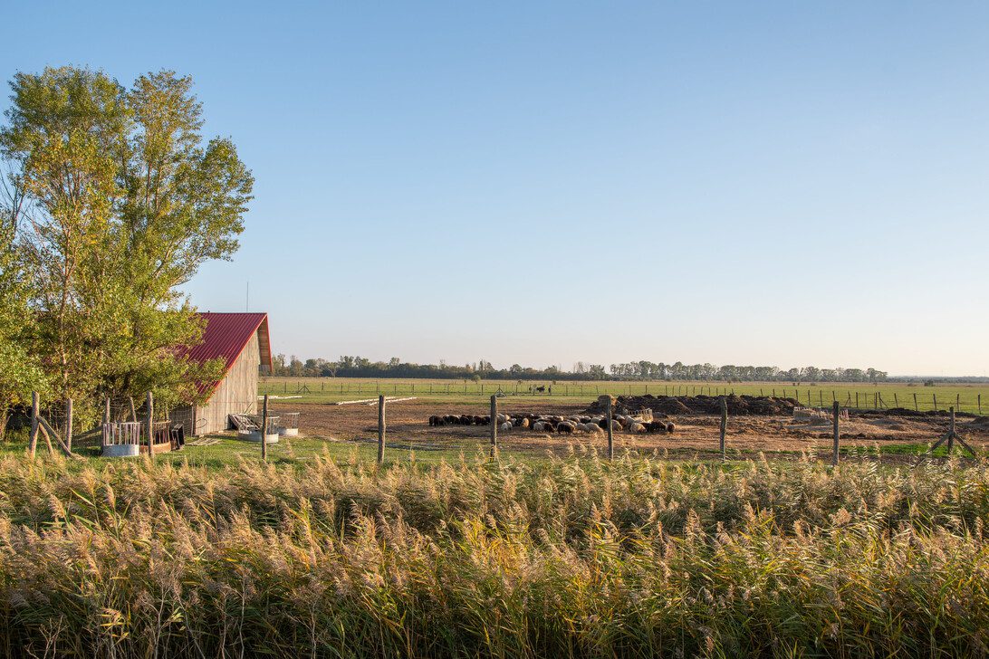 Sheep herd in Ferto-Hansag National Park Hungary - Hispamer Noticias Pasture with a red-roofed barn on the left, fenced field, and a herd of cows grazing under a clear blue sky. Hispamer Noticias